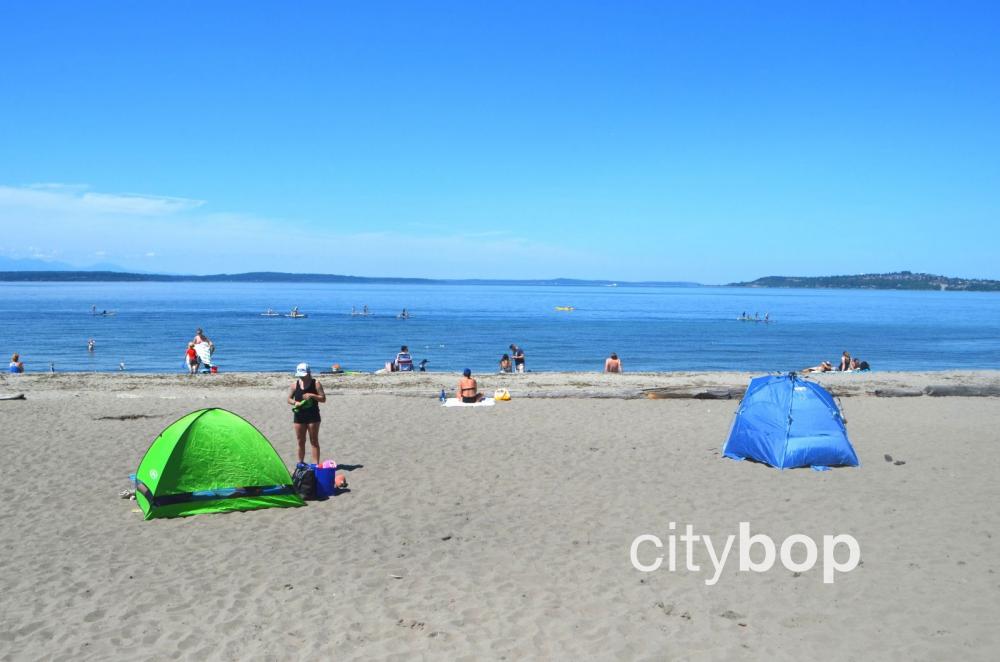 are dogs allowed at alki beach