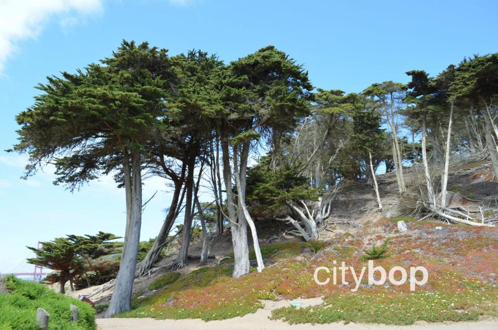 Monterey Pines at Baker Beach