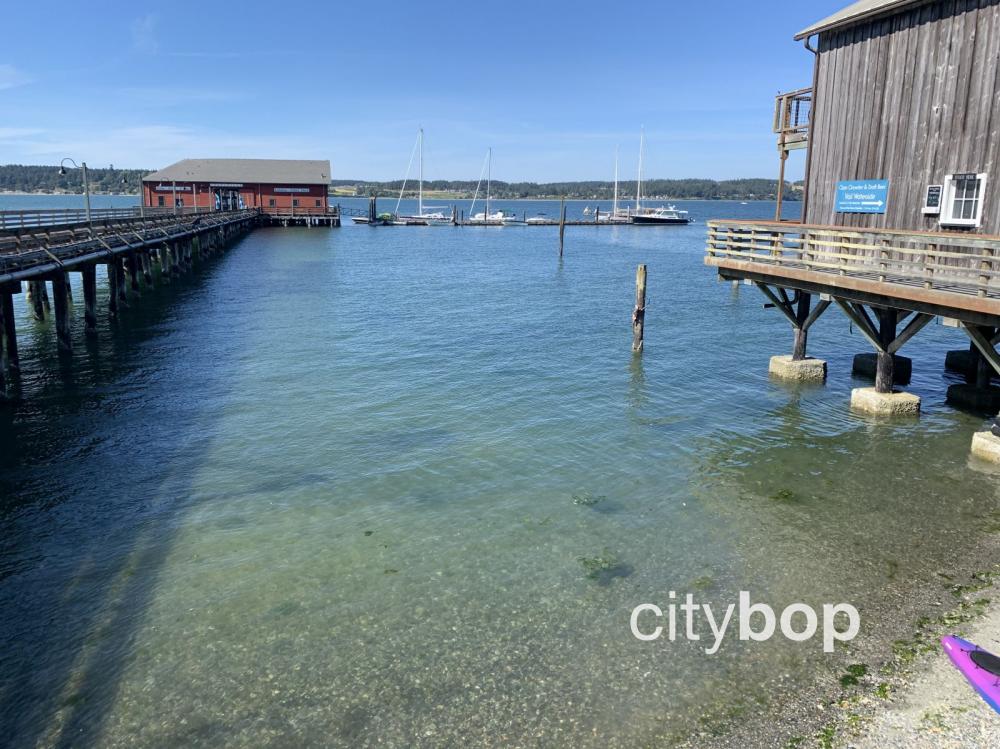 can i take dog on ferry to coupeville