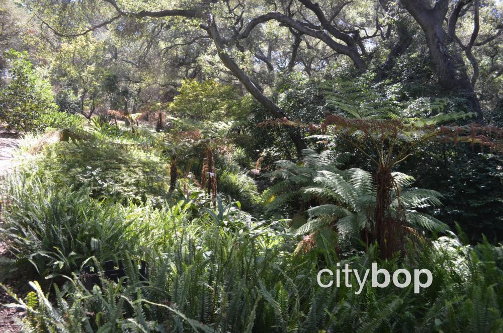 Descanso Gardens Ferns