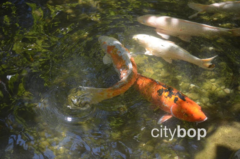 Descanso Gardens Koi