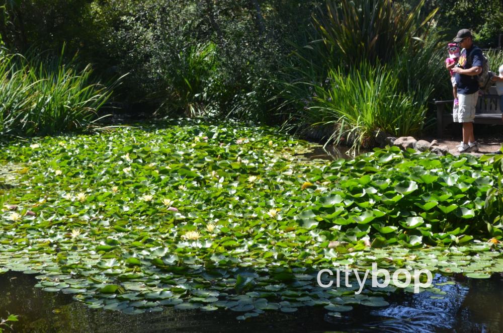 Descanso Gardens Lily Pad
