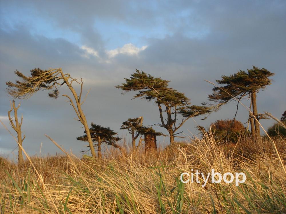 Windswept pines at Fort Worden.