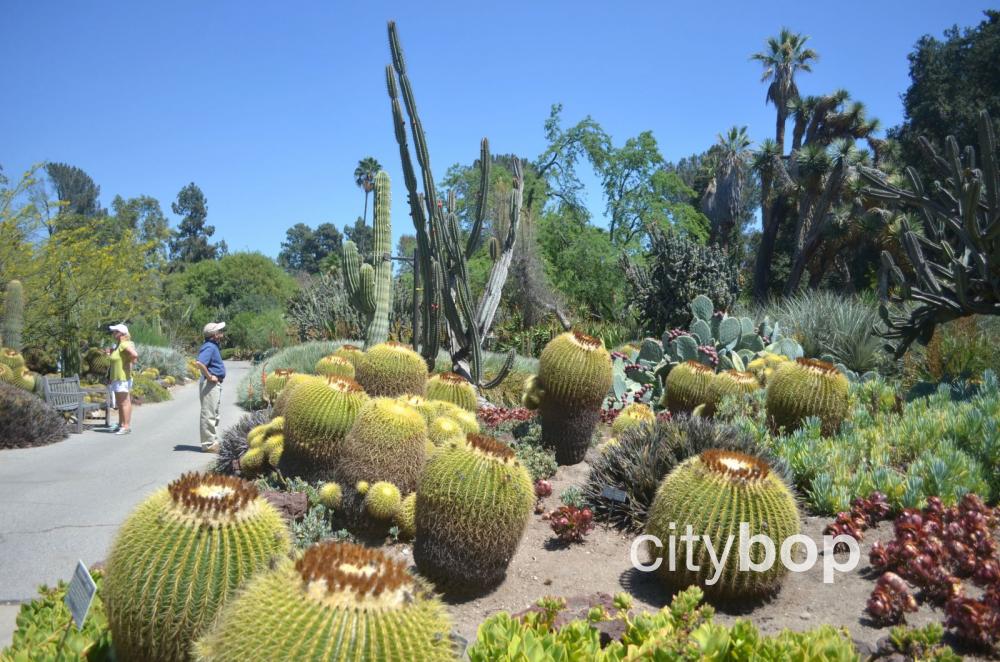 Huntington Library desert garden