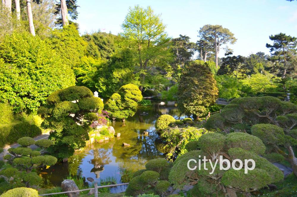 Pond at San Francisco Japanese Tea Garden