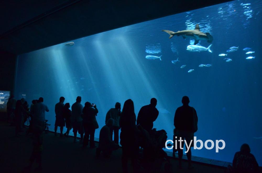 Monterey Bay Aquarium: Un monde sous-marin fascinant - Monterey Bay Aquarium 13a