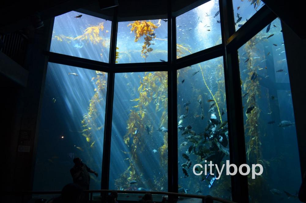 10 BEST Attractions at Monterey Bay Aquarium - Monterey Bay Aquarium 2c