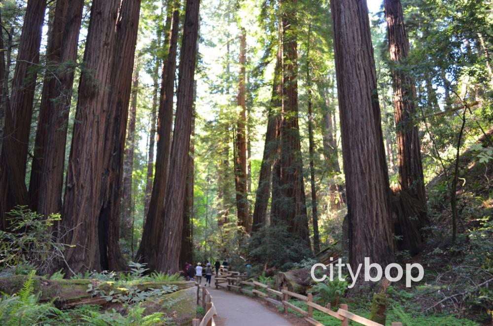 Giant redwoods at Muir Woods Cathedral Grove