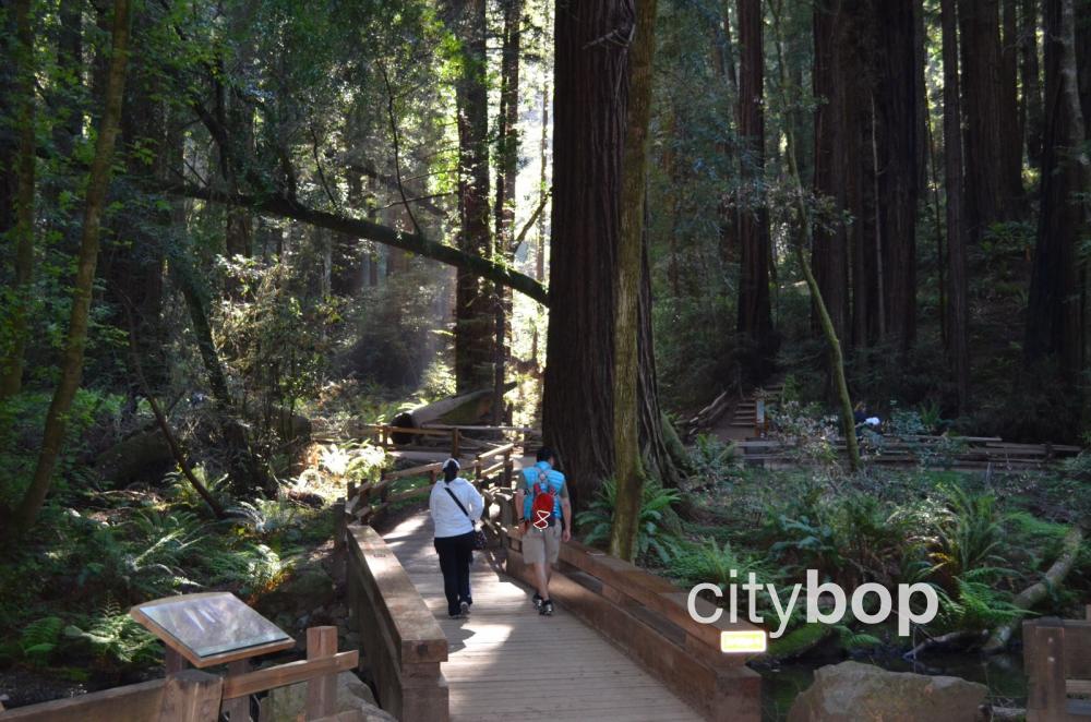 Muir Woods trails