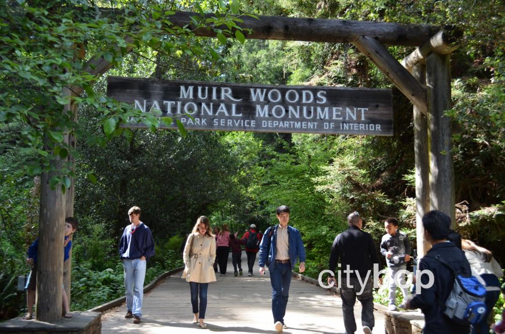 Attractions at Muir Woods