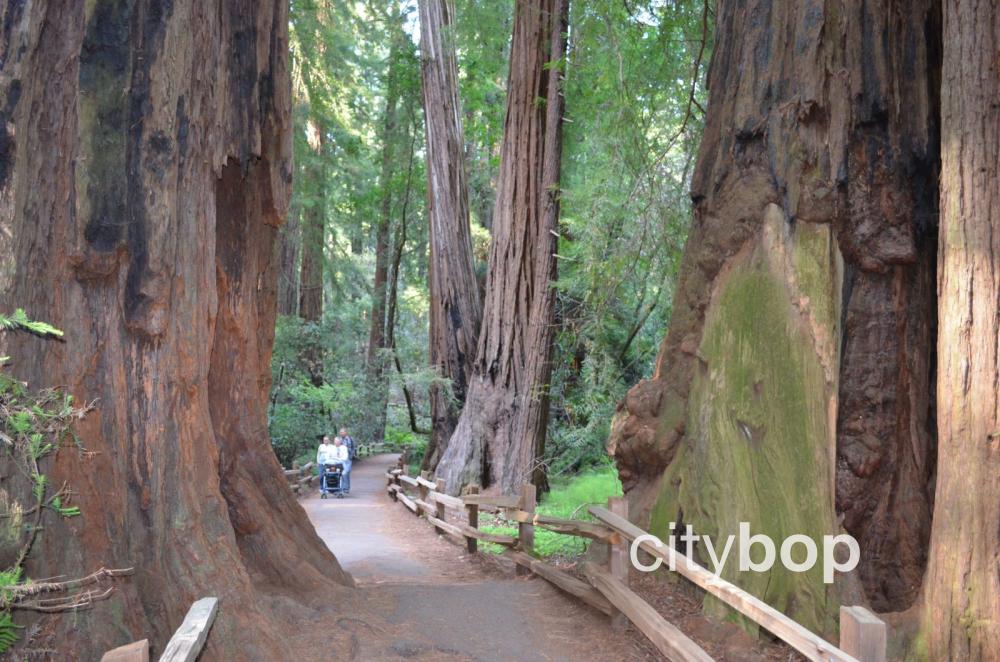 Muir Woods National Park