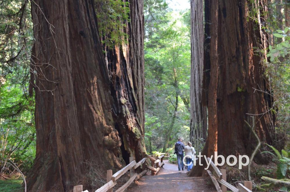 Muir Woods California