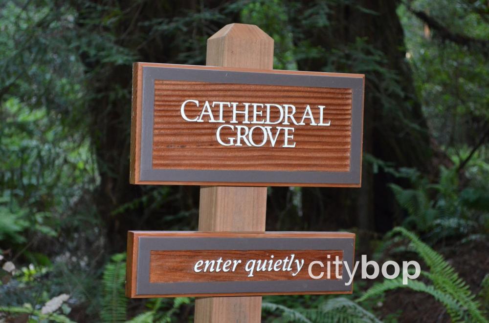 Cathedral Grove sign