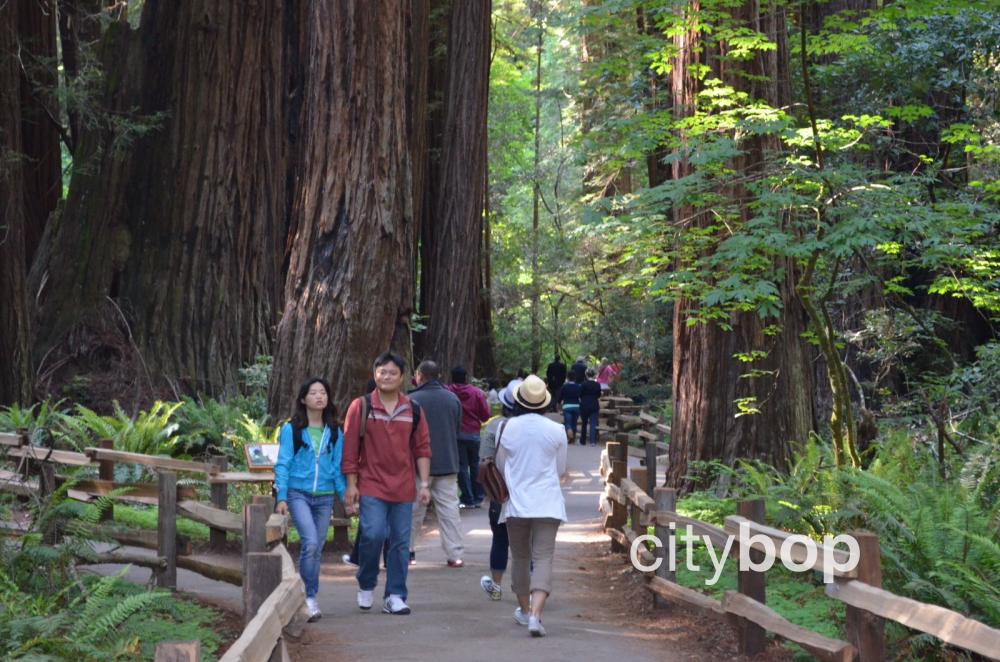 Cathedral Grove at Muir Woods