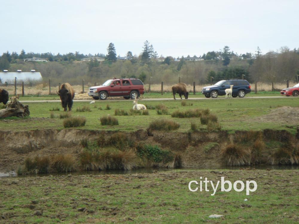 Olympic Game Farm BEST Attractions