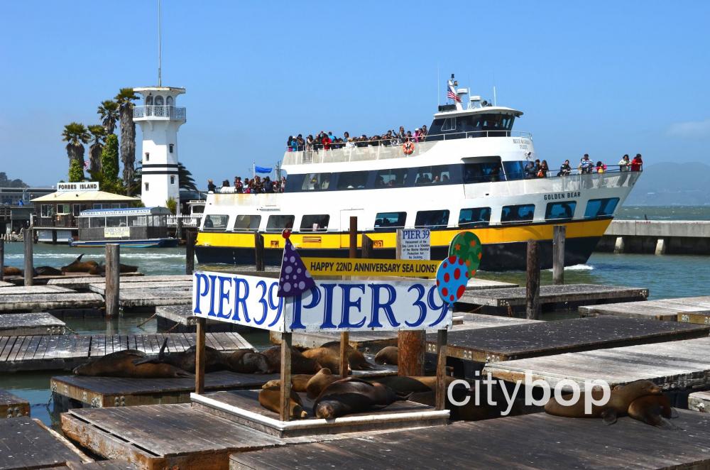 Pier 39 sea lions