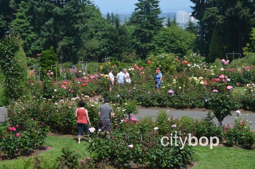 Portland Rose Gardens and Where to Find Them