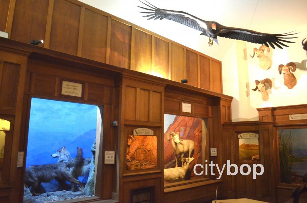 10 BEST Attractions At Santa Barbara Museum Of Natural History   Santa Barbara Museum Of Natural History 15 