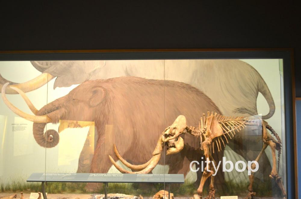 10 BEST Attractions At Santa Barbara Museum Of Natural History   Santa Barbara Museum Of Natural History 17 