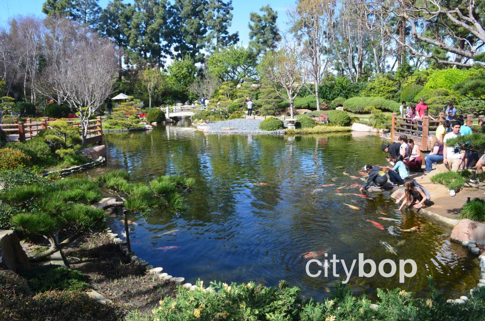 5 Best Attractions At Earl Burns Miller Japanese Garden - Citybop