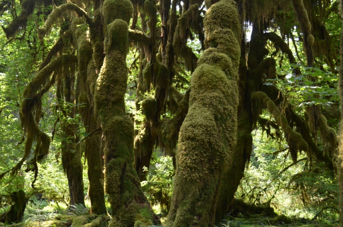 Hall of Mosses