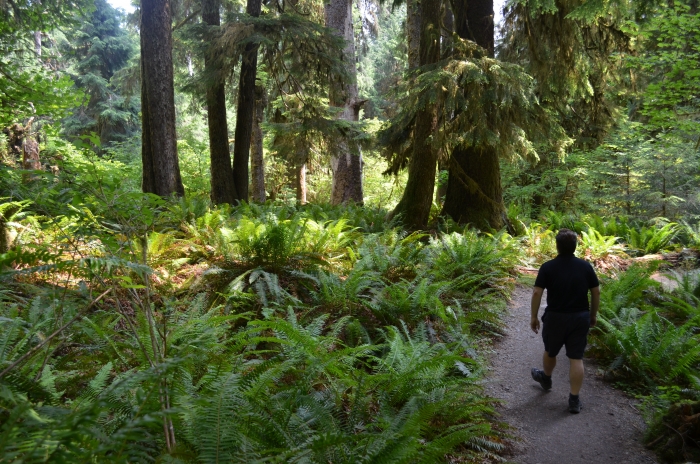 Hoh Rain Forest