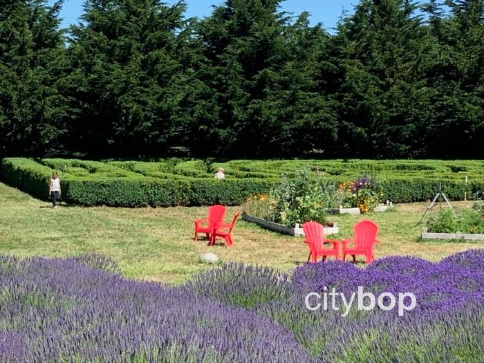 Jardin Du Soleil Lavender Farm 