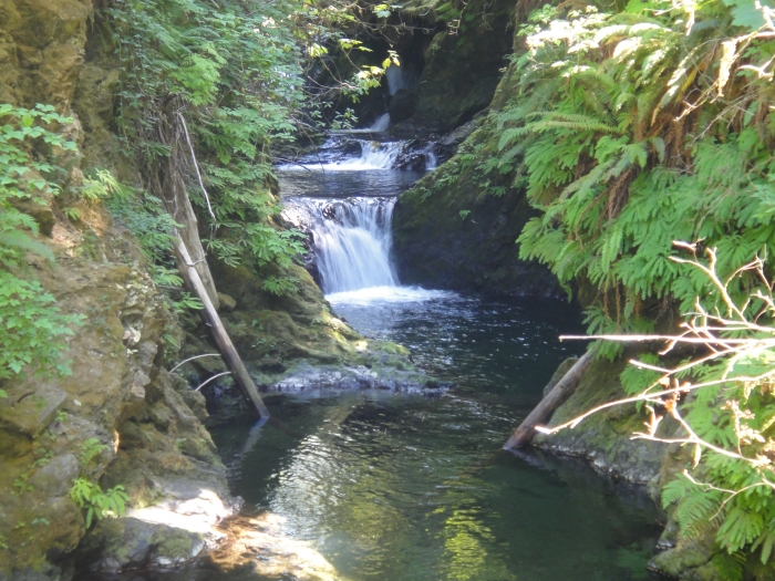 Quinault Rainforest