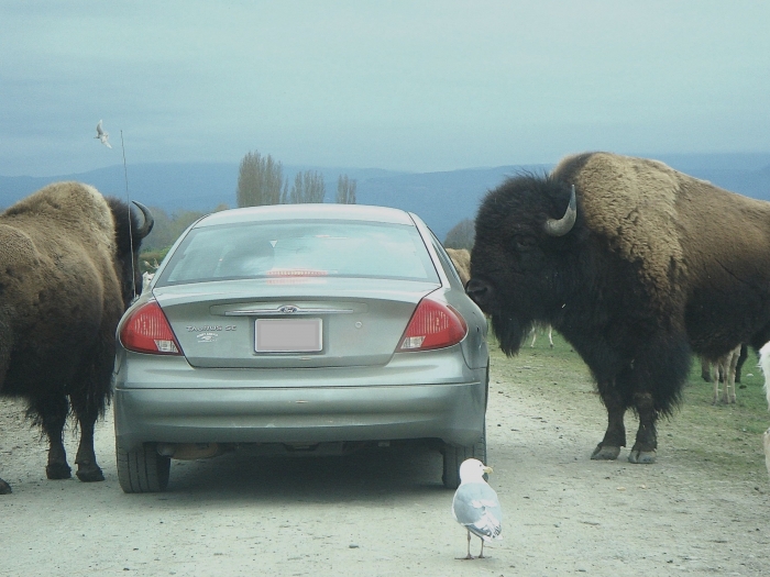 Olympic Game Farm