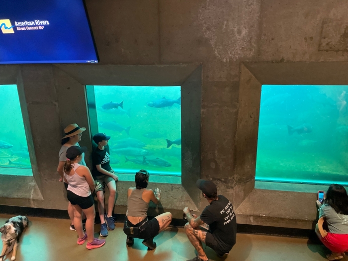 Ballard Locks Fish Ladder