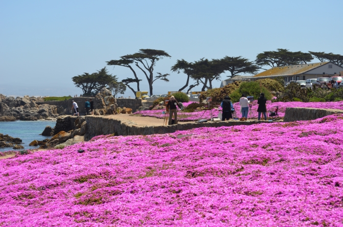 Pacific Grove 