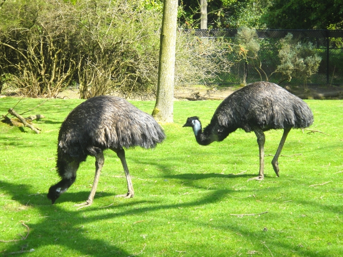 Woodland Park Zoo