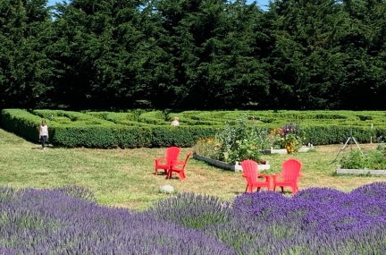 Jardin Du Soleil Lavender Farm 