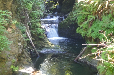 Quinault Rainforest