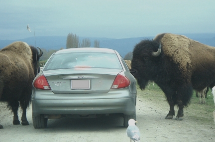 Olympic Game Farm