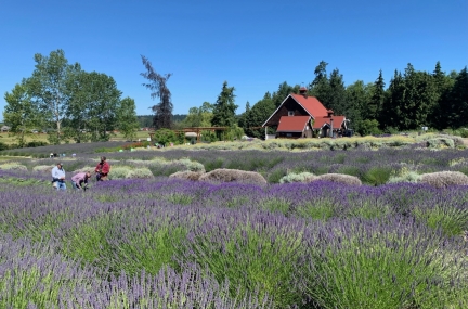 Purple Haze Lavender Farm