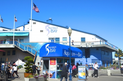 10 BEST Attractions at Aquarium of the Bay