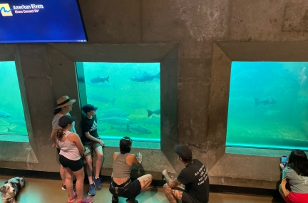 Ballard Locks Fish Ladder