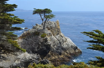 Lone Cypress