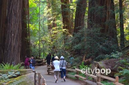 10 BEST Attractions at Muir Woods