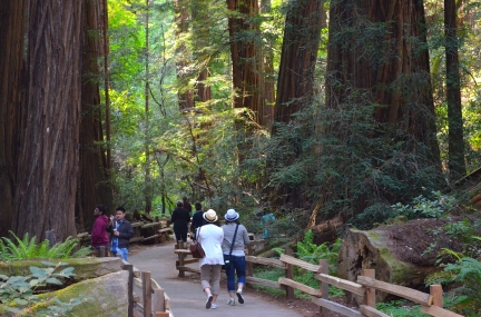 10 BEST Attractions at Muir Woods