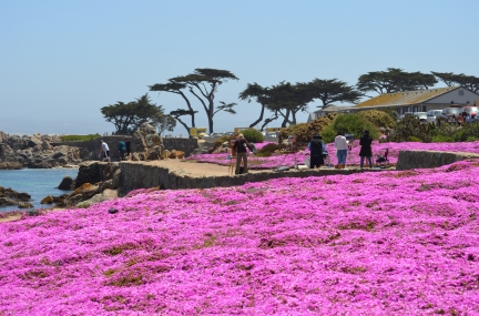 Pacific Grove 