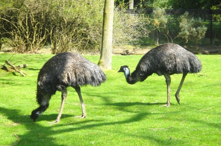 Woodland Park Zoo