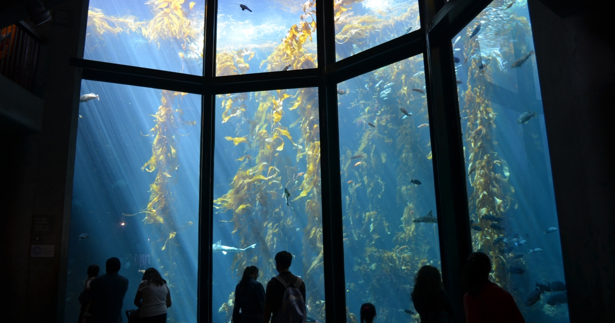 10 BEST Attractions at Monterey Bay Aquarium - CityBOP