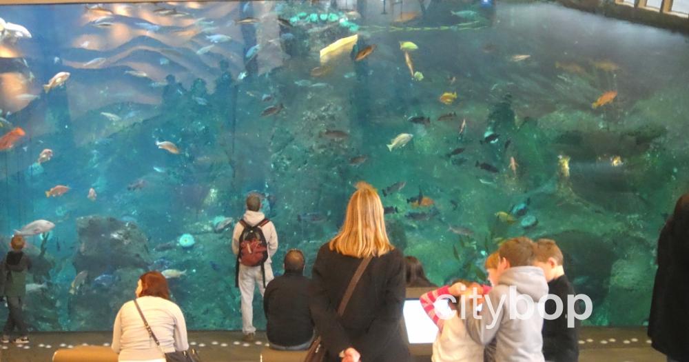 10 BEST Things to Do at Seattle Aquarium - CityBOP
